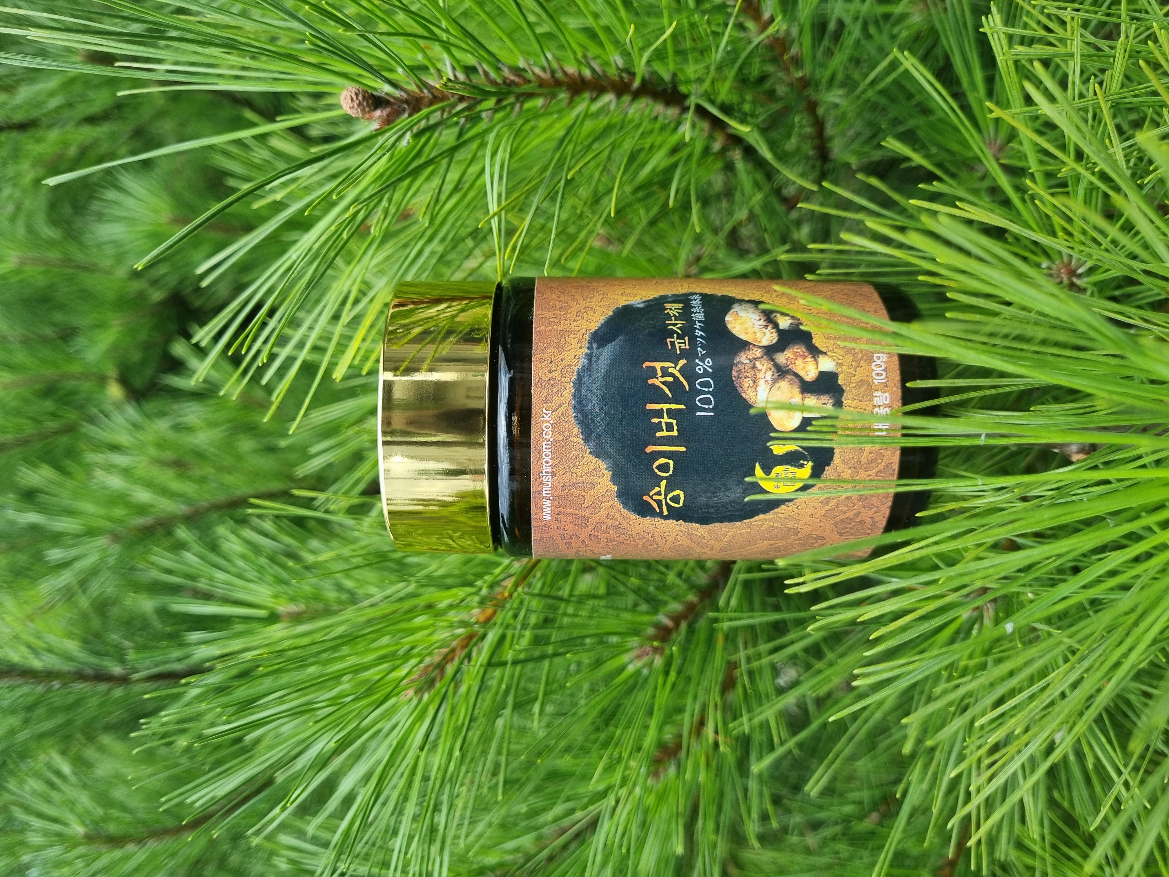 송이버섯균사체 100g